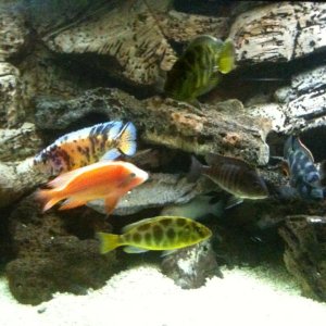 some of the Cichlids in the 180 gal tank
