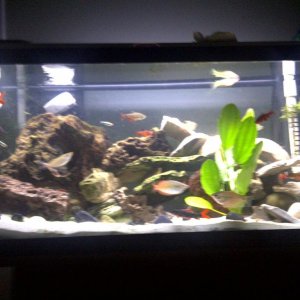 my semi aggressive one plant community tank with over 30 fish