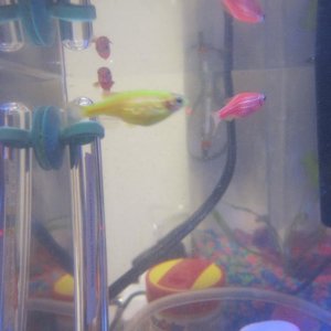 here are two pictures of my yellow glofish. is she pregnant, have a tumor or what? please help!!