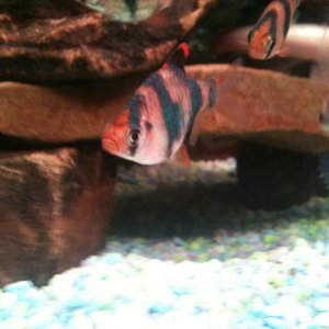 This is a picture of my alpha male tiger barb Alfie.