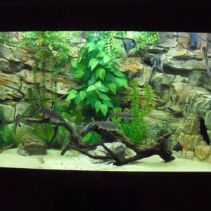 300 litre juwel rio aquarium with 3d rock background. 2x t8 lighting. 2x external filters. sumatra driftwood. artificial plants