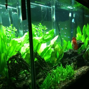 This is my grow out tank, 1 Whiteface/Red melon Discus, 1 Wild blue discus, cardinal tetras, cory cats.