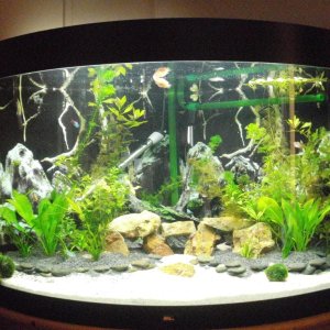 This is my Juwel 190 corner tank, set up as a tropical freshwater aquarium.