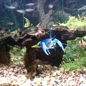 Hammers Cobalt Blue Lobster