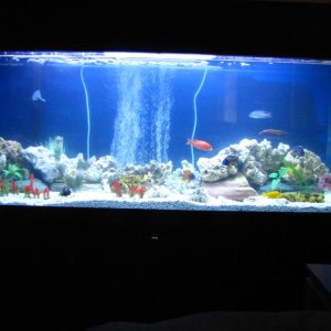 fish tank 020