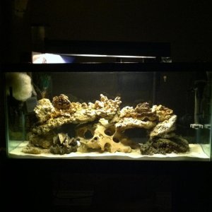 first 30 gallon saltwater tank. Day 3.