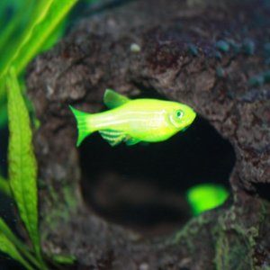 glofish green