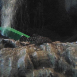 Sorry about the quality :(. This is plecy who ive had now for 2 months, this is the only chance ive had to take a pic as he is so active and busy eati