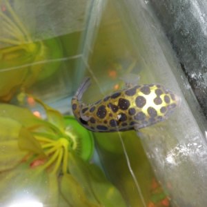 I love green spotted puffer fish
