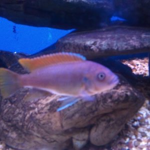 Red Top Ice Blue Cichlid