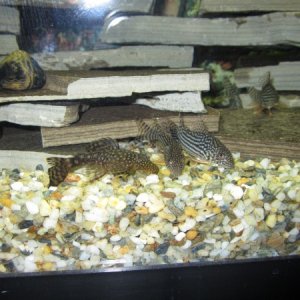 5 cories and my bnp. kinda got nipped on his dorsal fin...