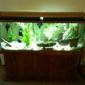 55g Freshwater Aquarium