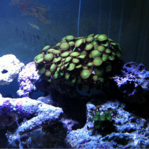 Traded the green flower pot for the green button polyps