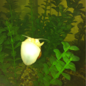 My Apply Snail "Flash"