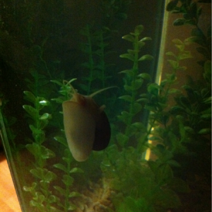 Apple Snail with breathing spout extended - no flash