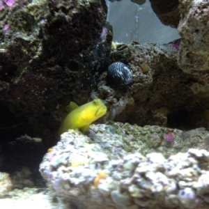 watchman goby perched on his favorite rock