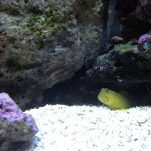 watchman goby peeking out of his cave