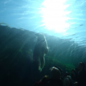 Polar Bear Swimming Overhead