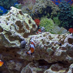 Clownfish darting around the live rock and clean up crew members.