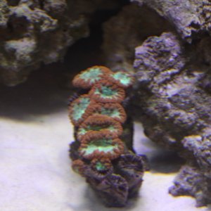 Aussie Blastomussa Coral
