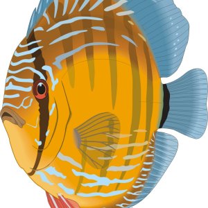cartoon fish discus