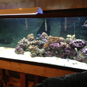 180 Gallon Saltwater Tank With Two Tangs And A few Green Chromies And I Have Green Button Polyps And A Feather Duster Worm