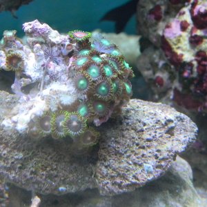Zoanthid colony 1 acquired 3/10/12