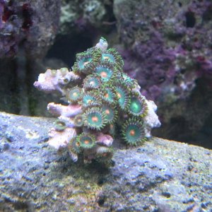 Zoanthid colony 2 acquired 3/10/12