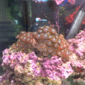 My Zoanthid coral