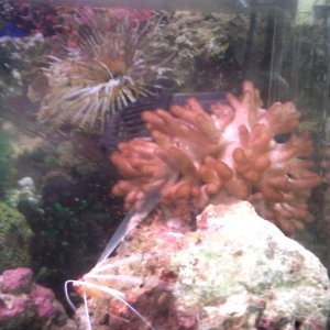 My finger leather coral