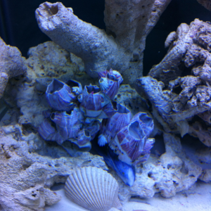 Got this from my mother in law love them so added them to my Sw tank