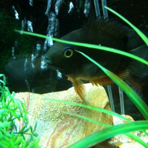 My female the first time she laid eggs and before I bought my male severum