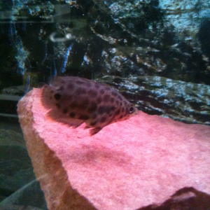 Leopard bush fish. Bloated as hell.