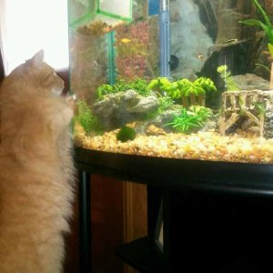 My kitty is a rather big fan of the fish tank.