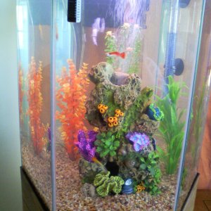 20gal. Hex with 3 guppies