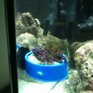 Elevated my GSP so my hermit crab would stop sitting on it and making it mad.  I used an extra suction cup and a plumbers tape case.  I felt like Magy