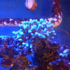 Birdsnest coral on 4/20/12