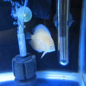 new albino gold in quarantine tank