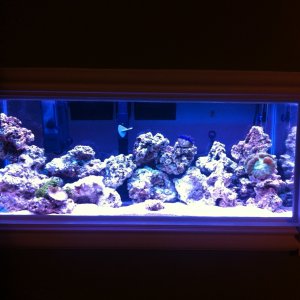 Just installed my 30g tank in my wall. (Spring break & had to much time on my hands).