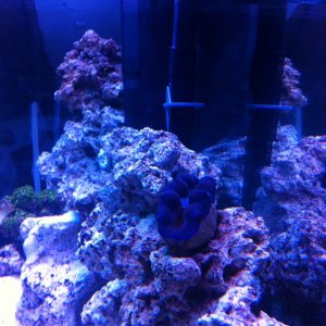 purple clam