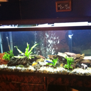 One of the more recent tank setups. More lacy rock has been added.