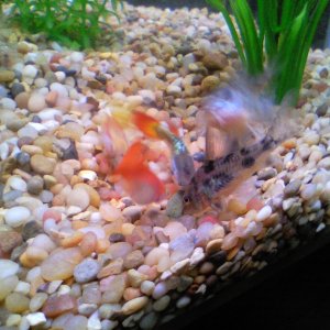 Peppered cory cats