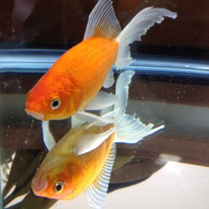 Comet Goldfish recovering in hospital tank. This initiated the purchase of a new 75 gallon tank to replace their 29 gallon tank. The cramped quarters 