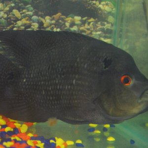2-5-12 can anyone help me with telling the gender of my flowerhorn?