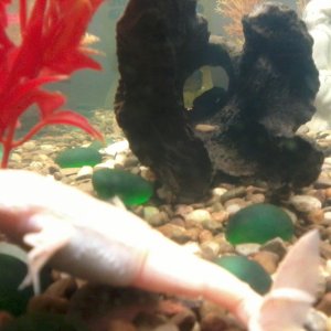 Cracker the albino clawed frog and Alfred the clown pleco (in the log).