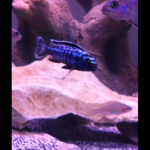 Avatar fish. Still not sure what type he is... Some sort of Malawi.