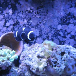 Female - Clownfish