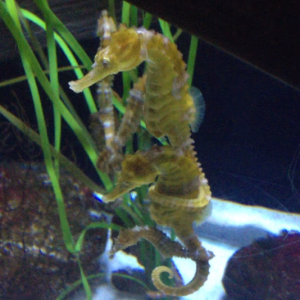Seahorses at mystic aquarium. Totally lucky to get this shot.