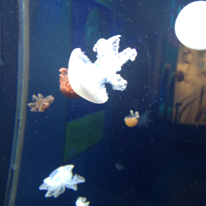 Jellys at mystic aquarium