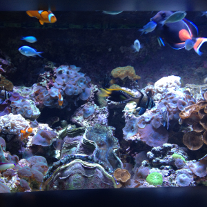 Beautiful reef at mystic aquarium